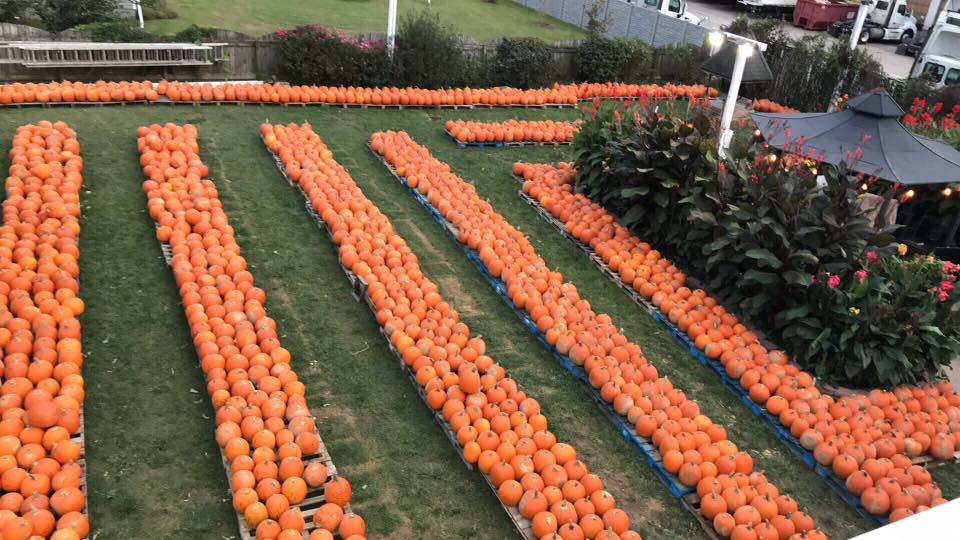 High-angle view of hundreds of orange pumpkins arranged in rows on a lawn