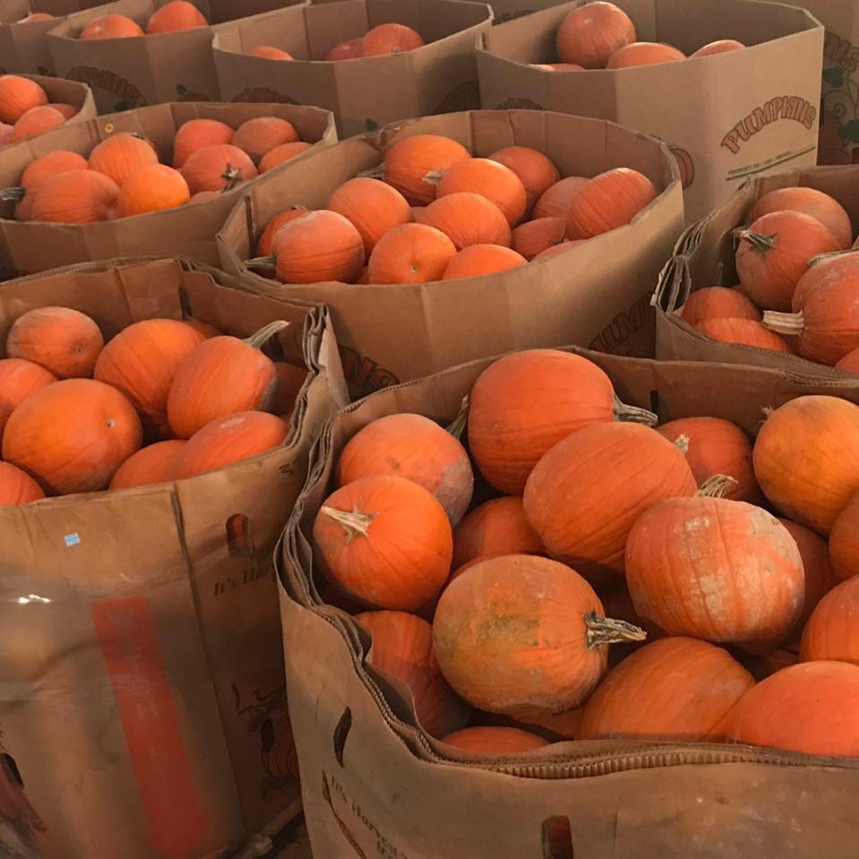 Large bins overflowing with orange pumpkins in a warehouse
